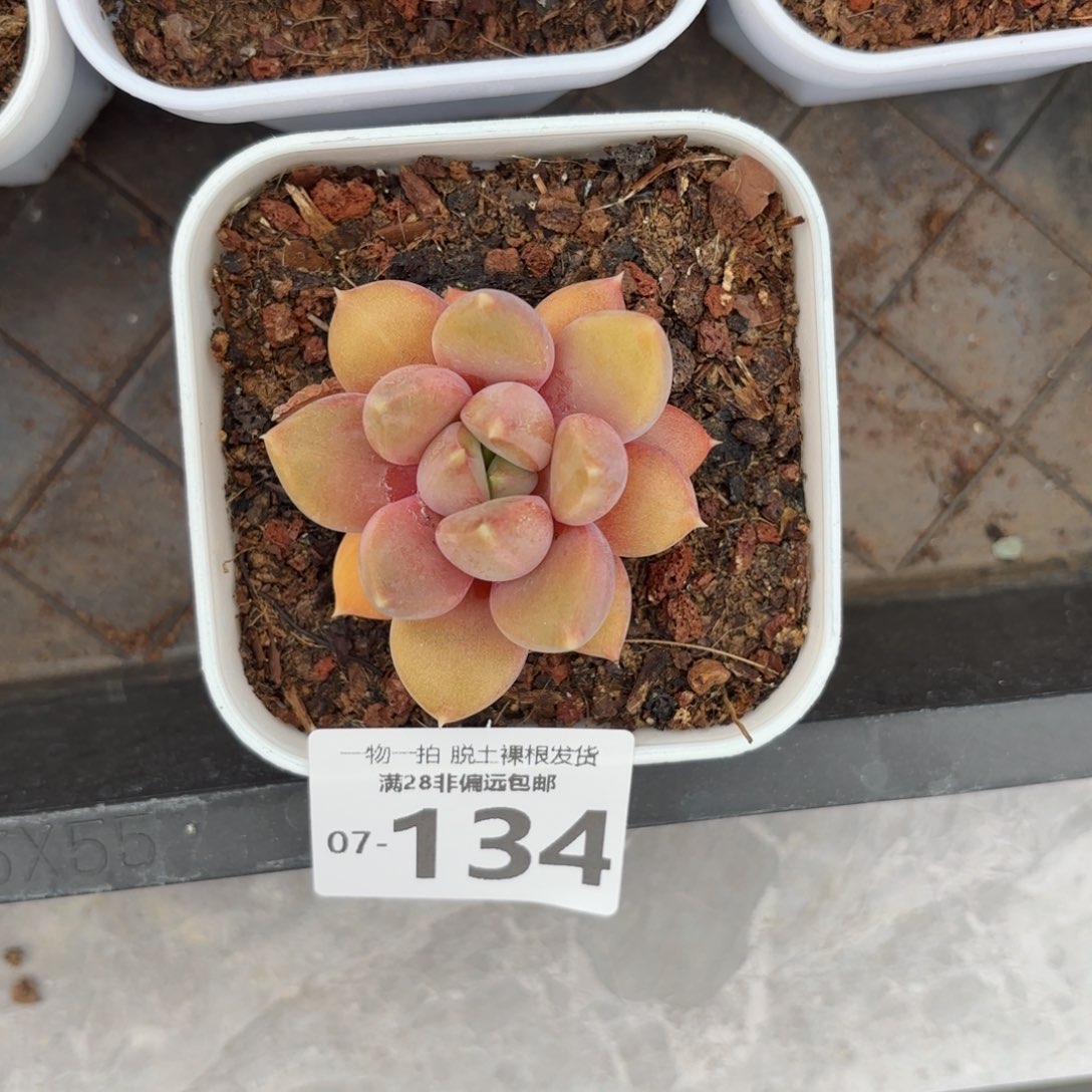 红象牙多肉多肉多肉