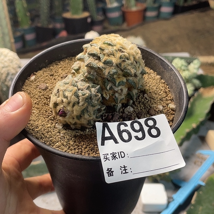 完全开放698黑牡丹一个