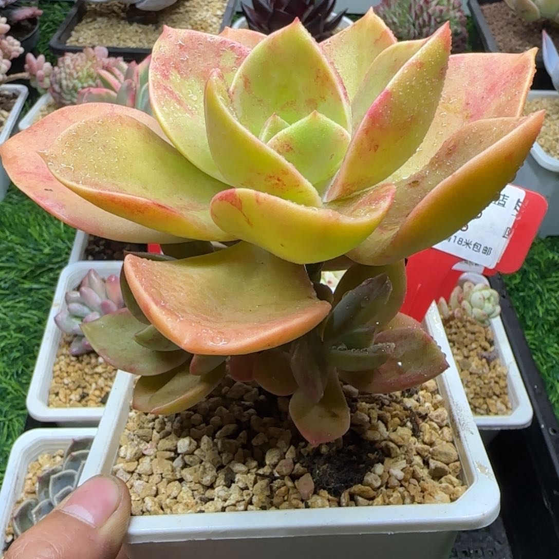 解忧多肉一物一拍编号40