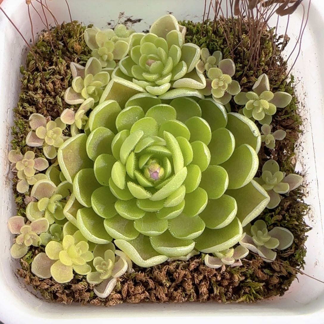 多肉1226-248捕虫堇