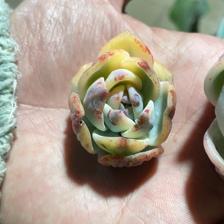 飘***零伊丽莎白。一物一拍