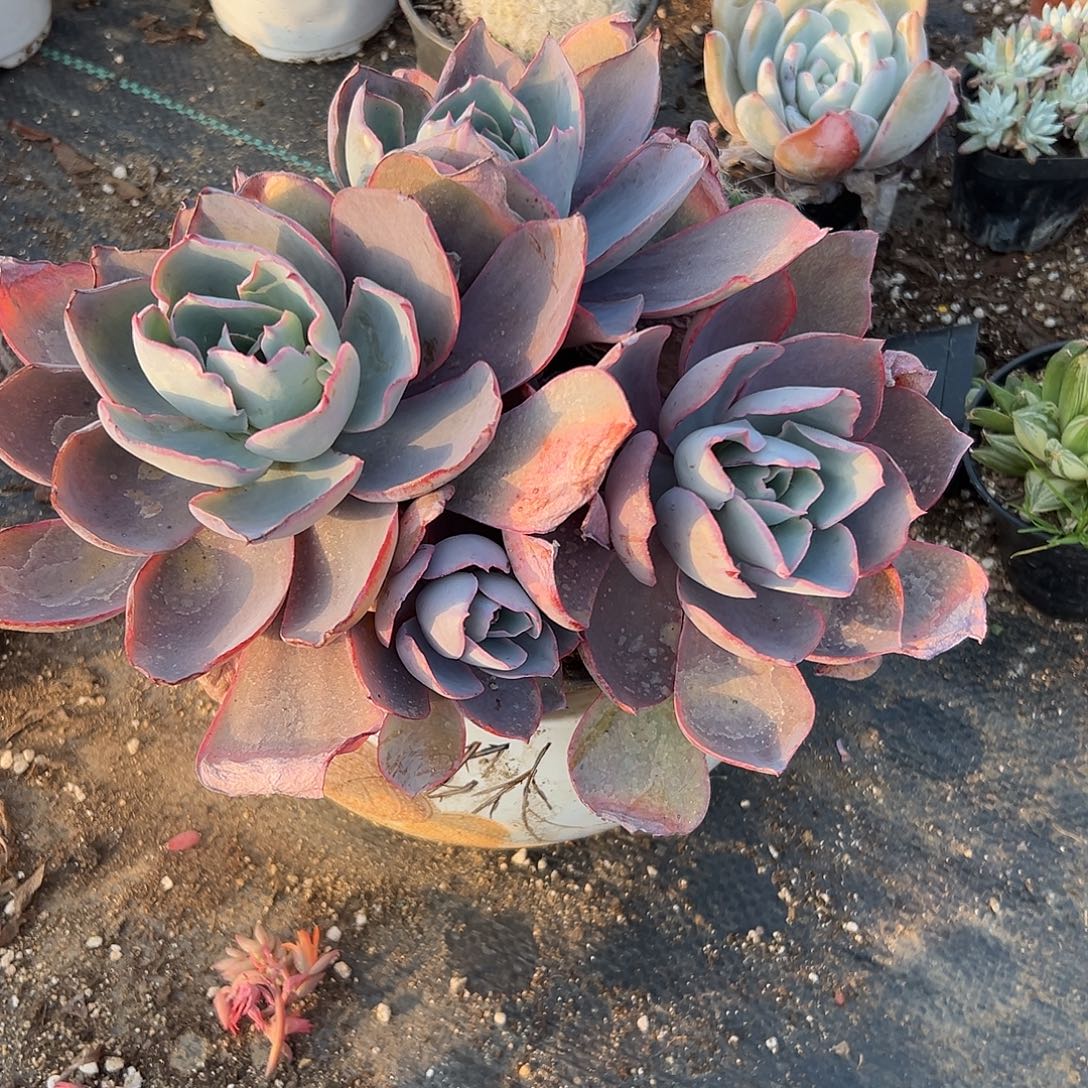 多肉植物晚霞群生有砍