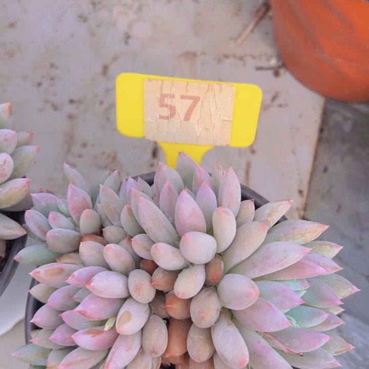 健健康康平平安安