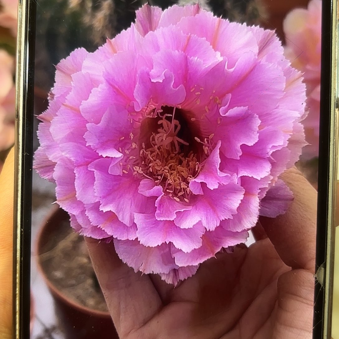 彩草紫蕾丝侧牙3.5公分左右