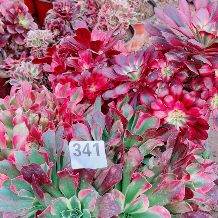 清****房多肉植物组合341