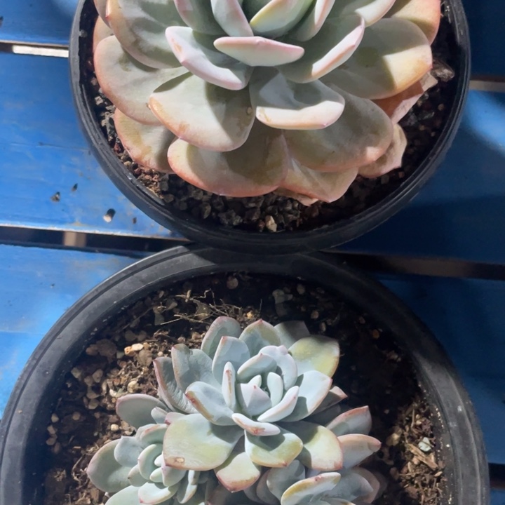 韩版奶茶2颗，拍1发2，粗桩