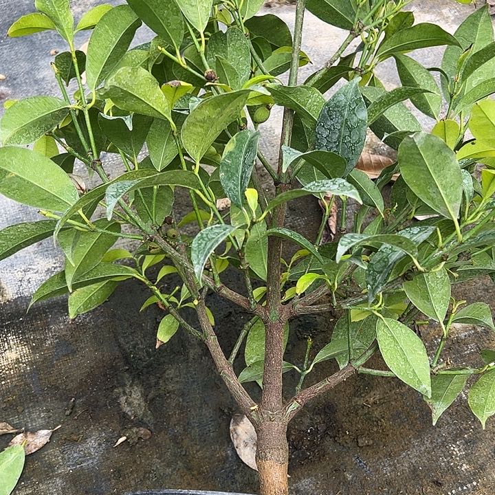 大****）123444444554444