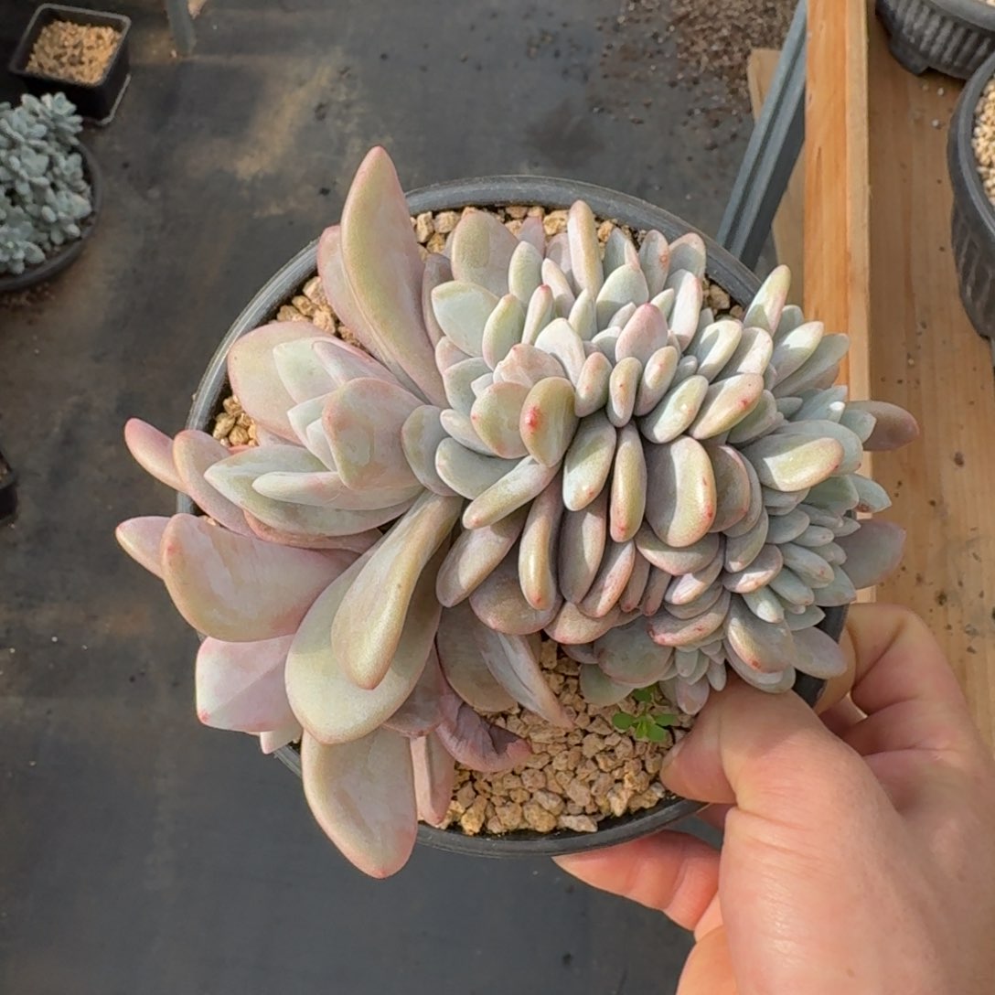 16厘米的尺寸一物一拍的