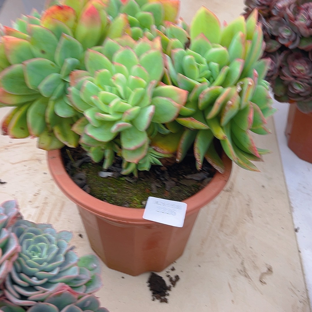 7***82226绮罗多肉植物多肉