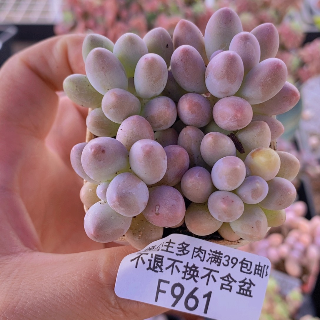 粉红泡泡4棵多肉植物