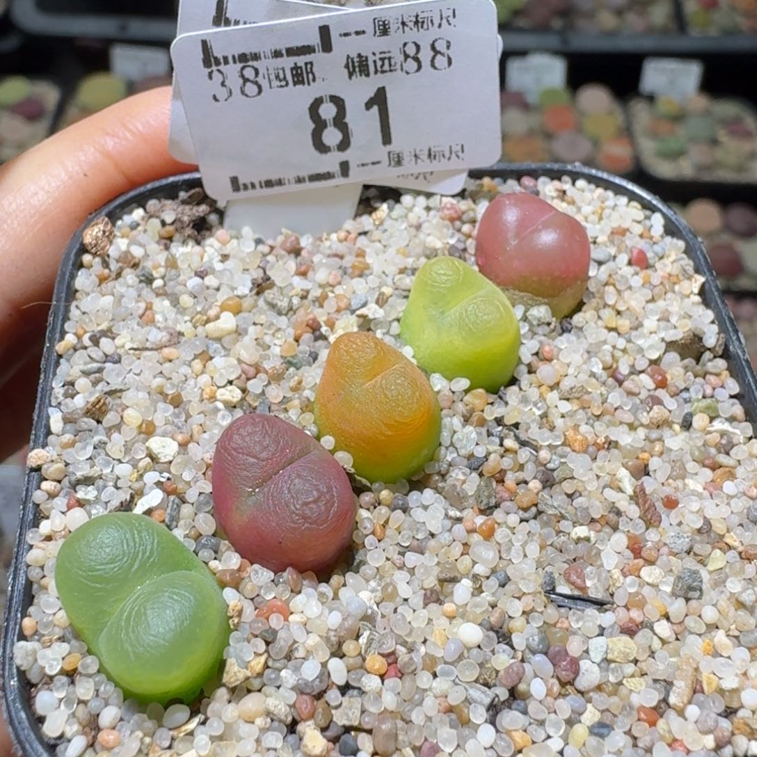 Ssss便宜出了清仓81