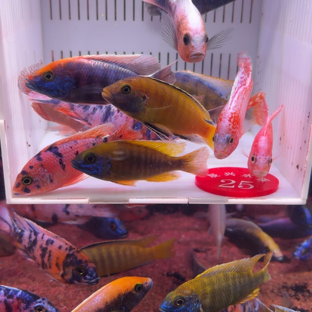 孟***飞慈鲷鱼直播25号12条其中备损2条