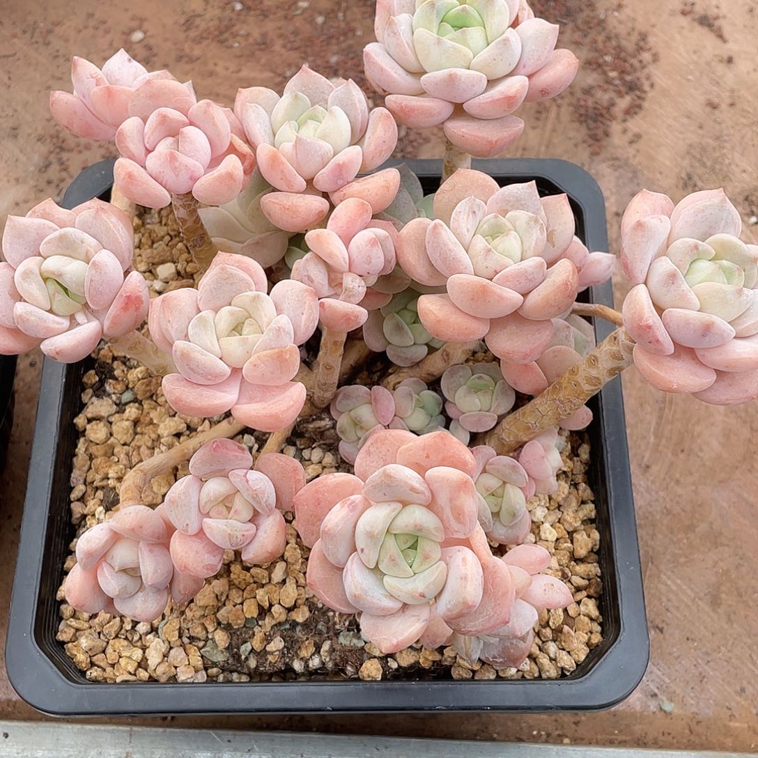 麦芽糖精控群生18厘米可挑