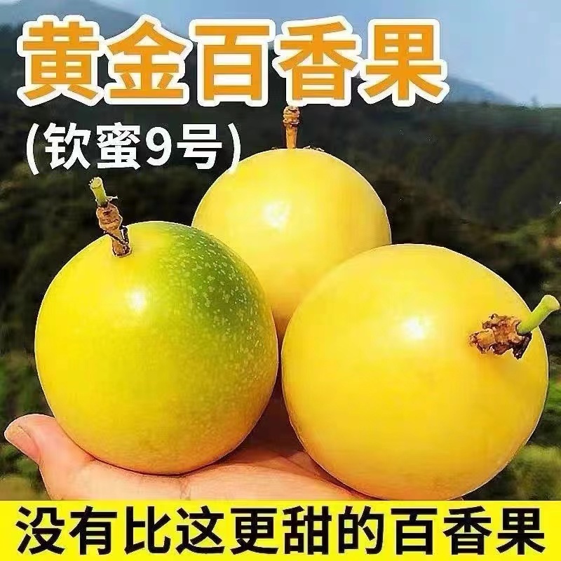 【17个装】钦蜜九号黄金百香果50-60g送开果器 坏果包赔