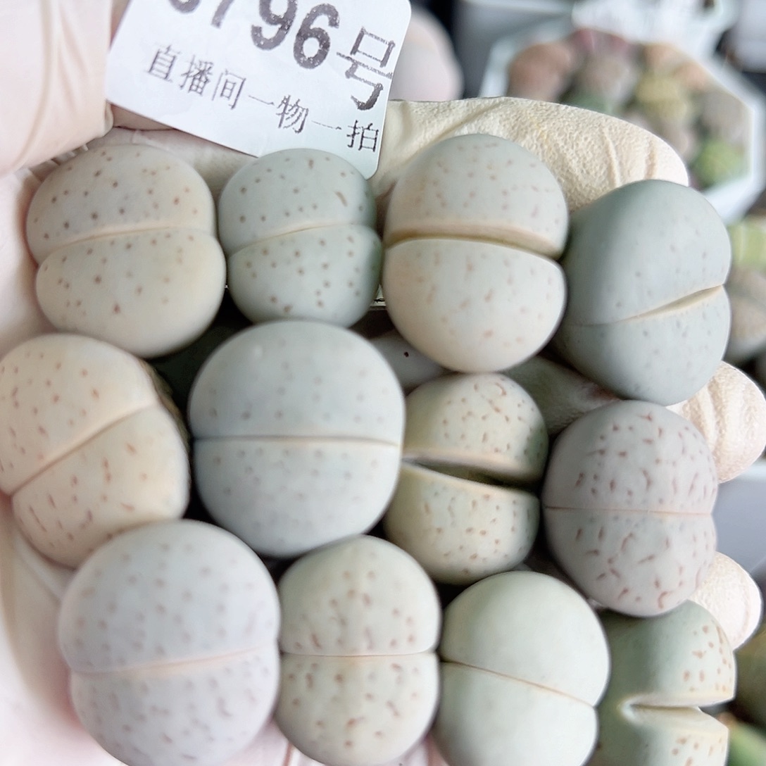 8796 好养易活生石花大母本12个2cm左右