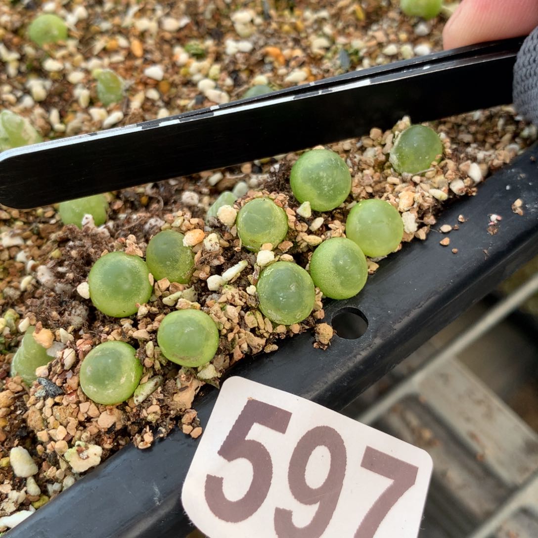 597大王拉登10颗