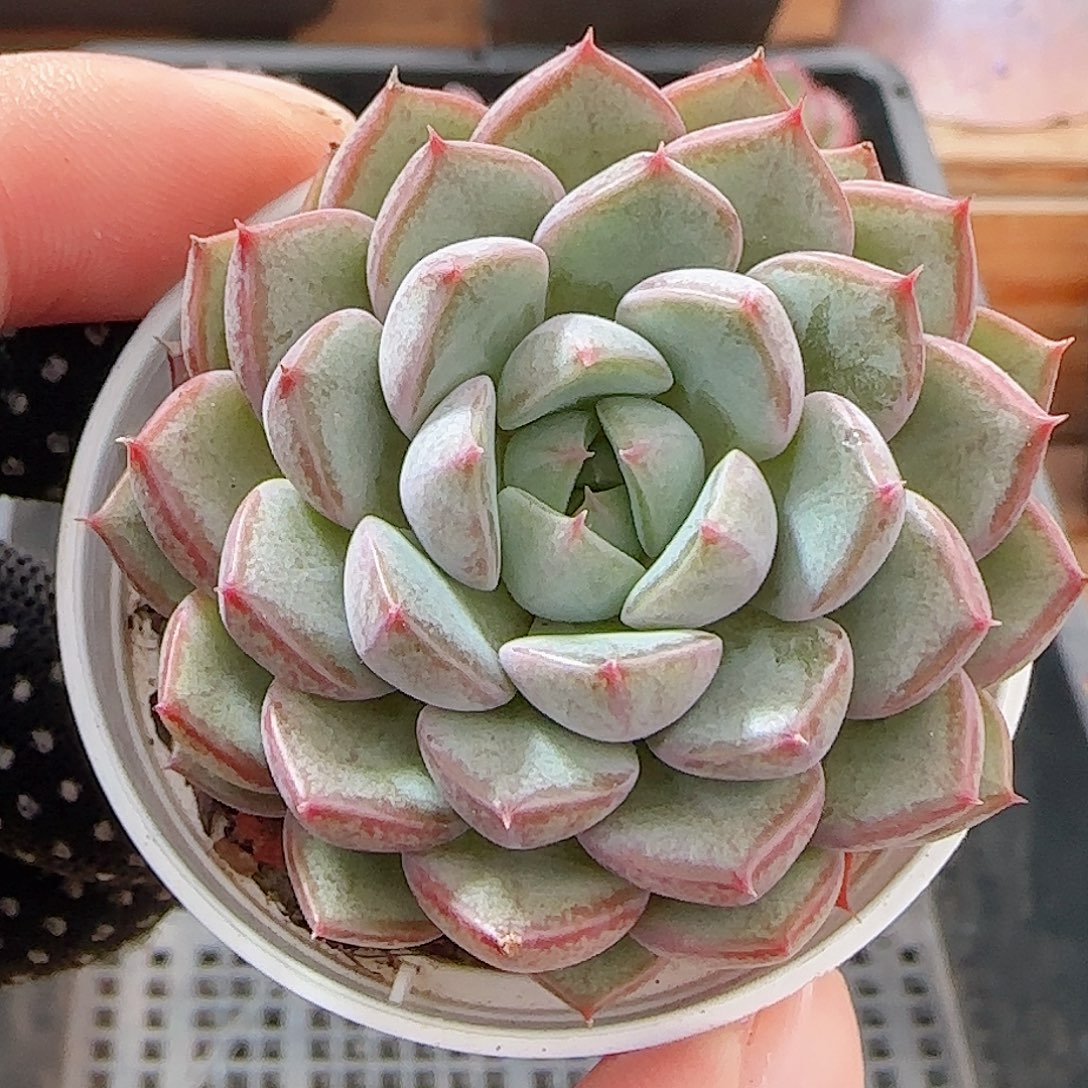 多肉1001--114粉和锦