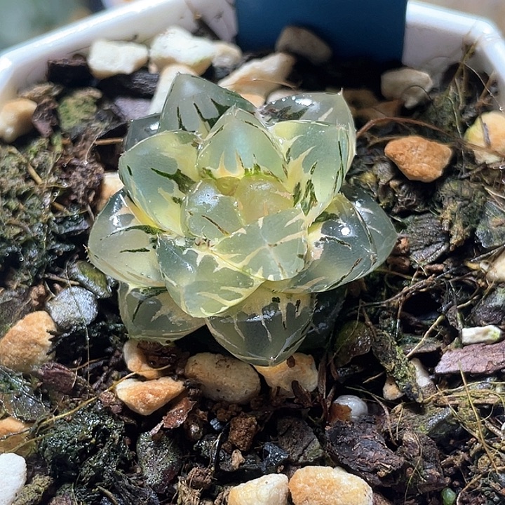 571完美锦水中虐锦特选福利