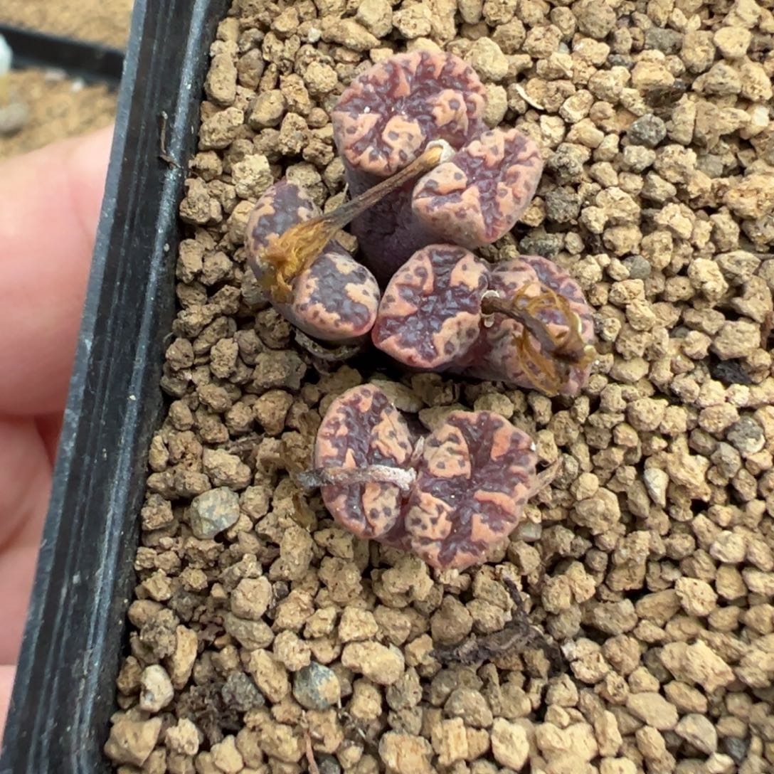 22-122肉锥多肉植物