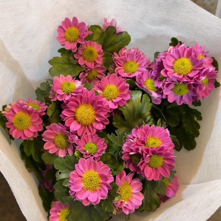 水蜜桃小菊盆栽带花发货