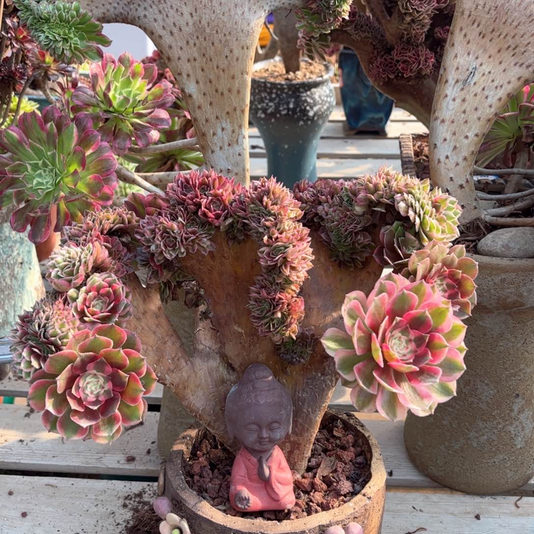 荔枝精品福利来啦