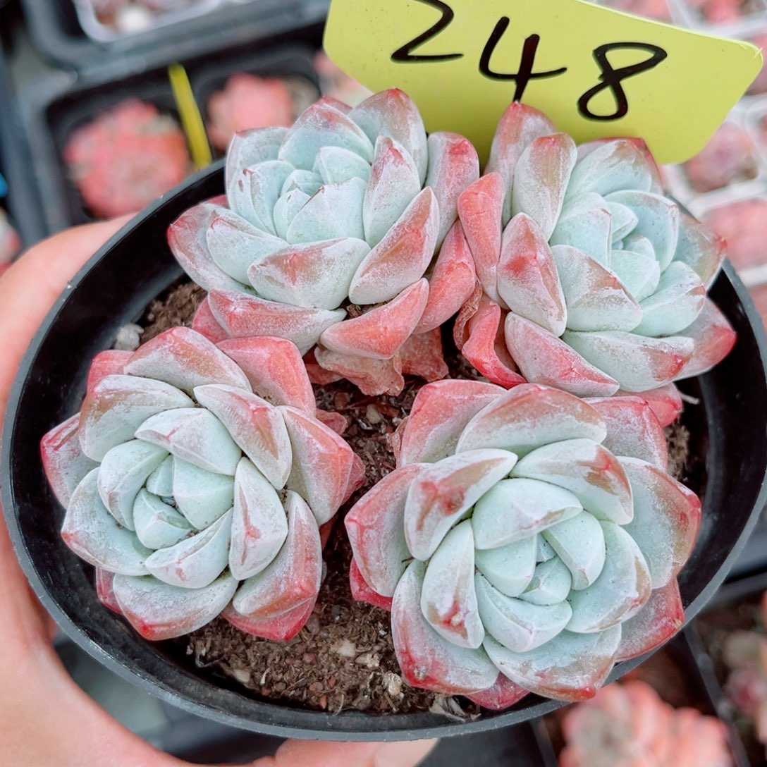 248号小老桩冰玉群12公分盆口