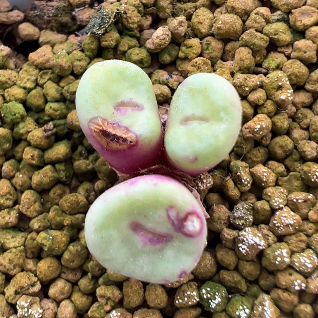 447号se开播福利。    有伤介意勿拍