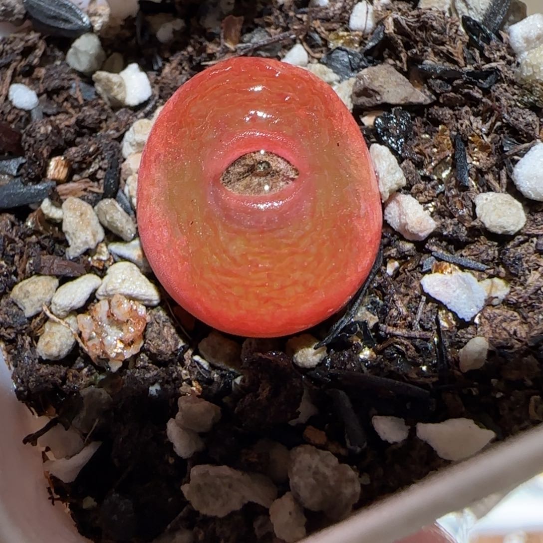 肉锥多肉植物百科-水蜜桃1310