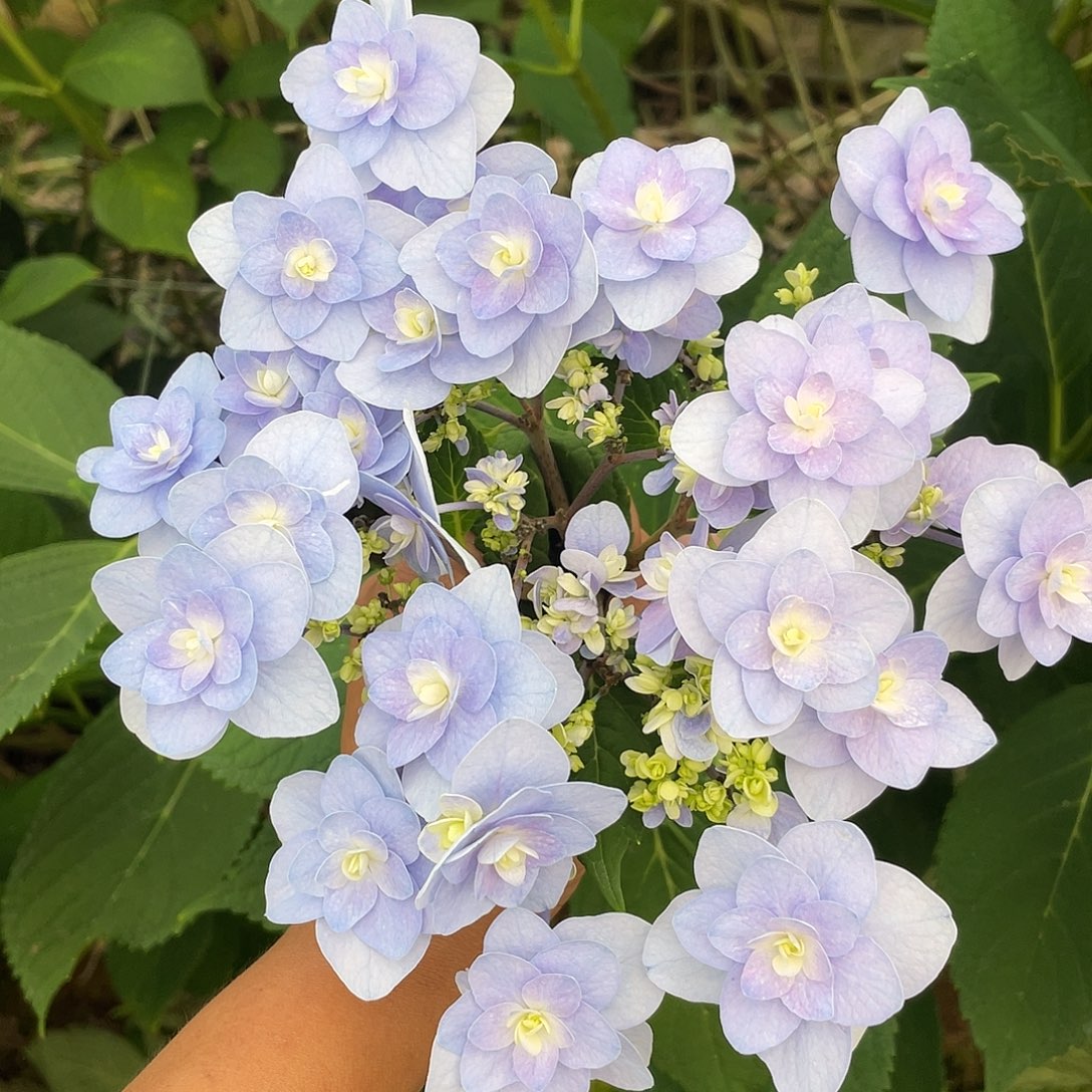 绣球切花一物一拍3枝起包邮，186