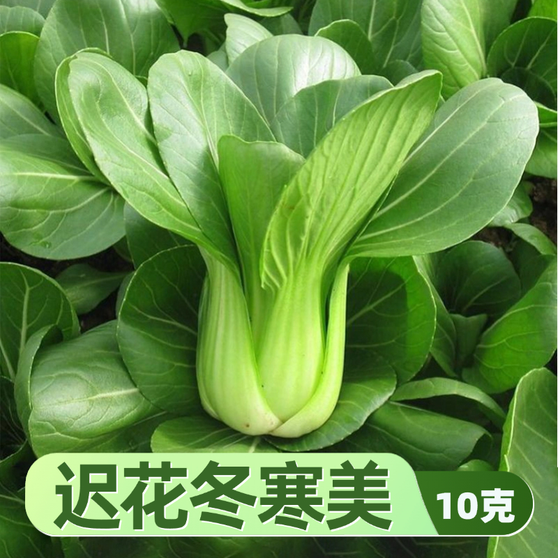 抽苔晚软糯上海青种子三月中旬左右抽苔春秋冬三个季节都可以播种