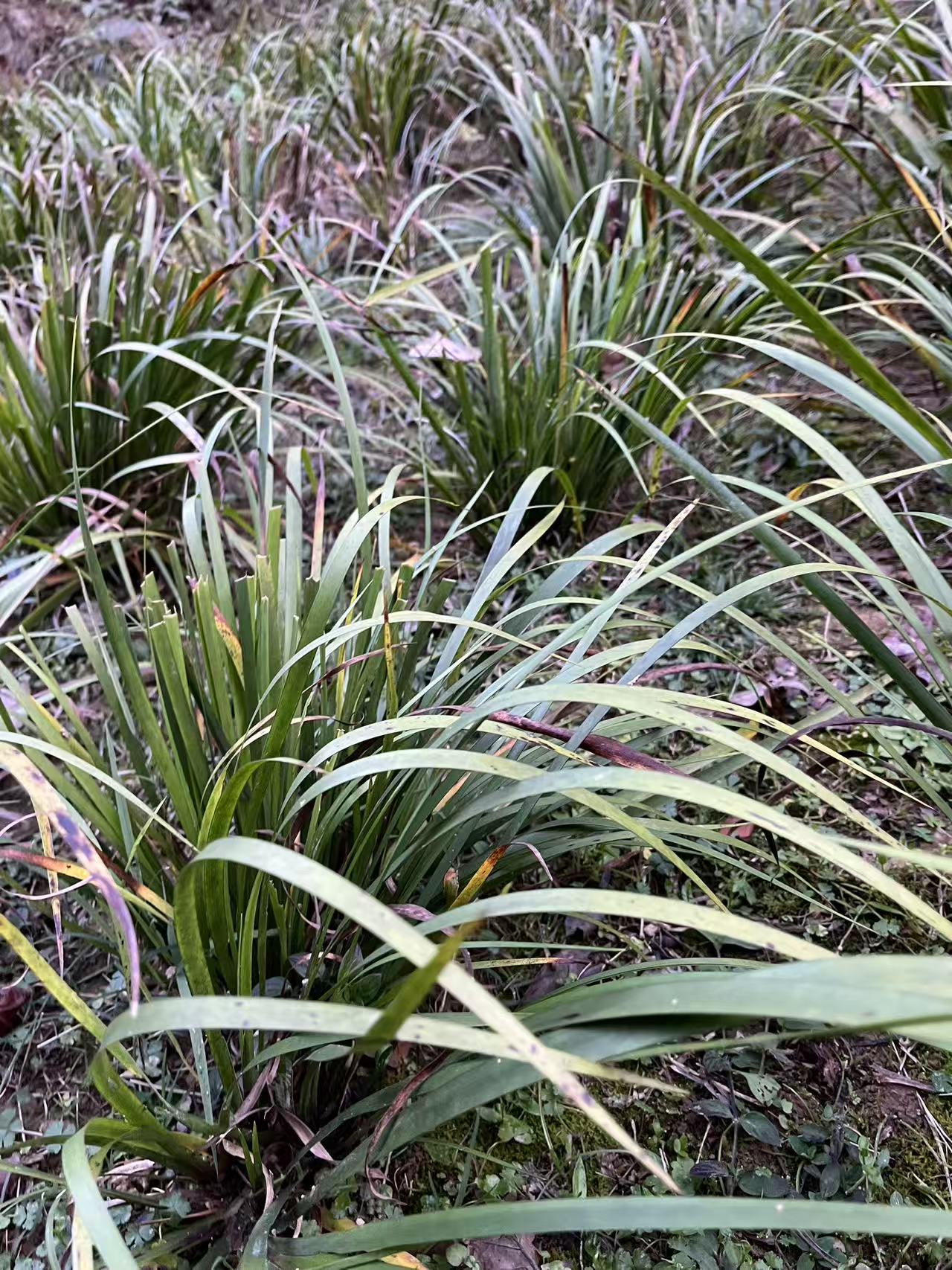  新鲜山奈五香草 茴香菖蒲随手香 家用炖肉熬汤调味香料