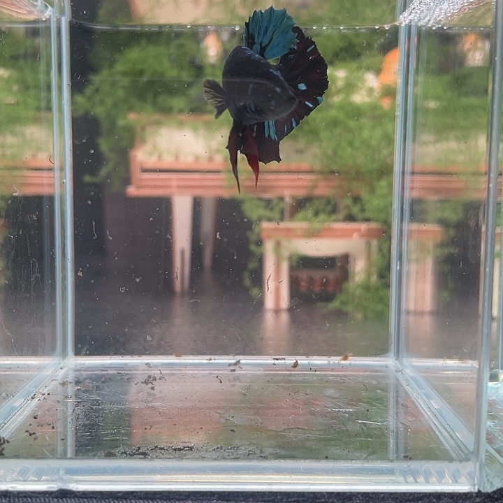 斗鱼活体不退不换谢谢