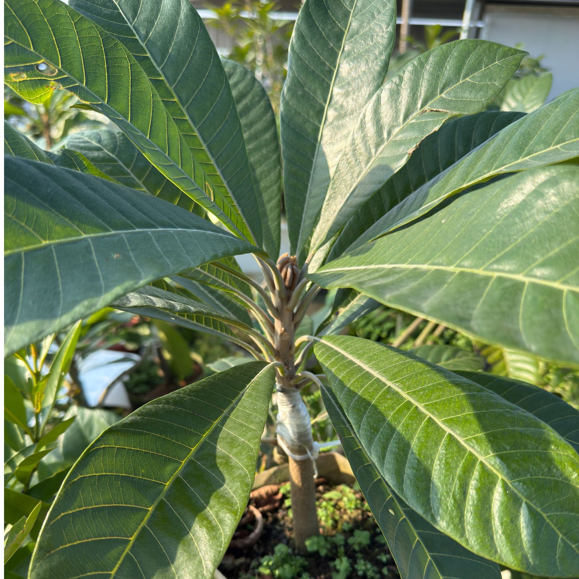 花雅精选绿植妈咪果 一物一拍