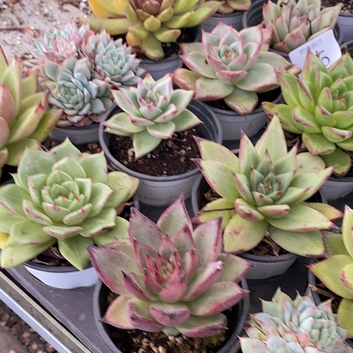 46 多肉植物盆栽花卉