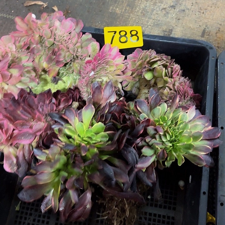 多肉植物福利来788