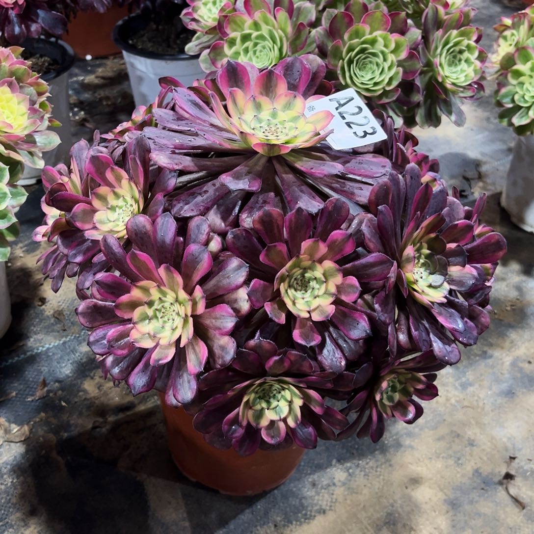 多肉植物美姬变异223多肉