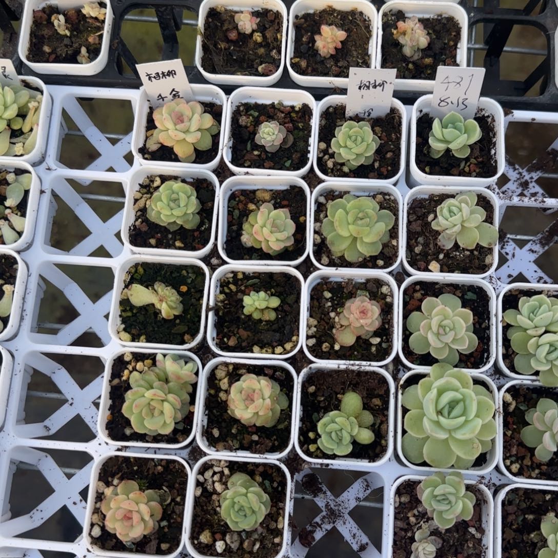 相柳盆2个2床满25包邮