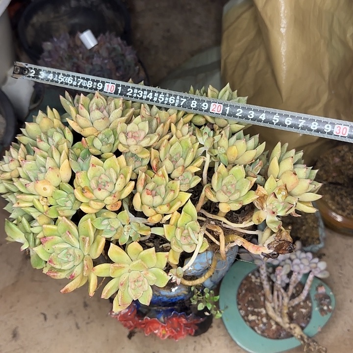 璀璨576 多肉植物一物一拍