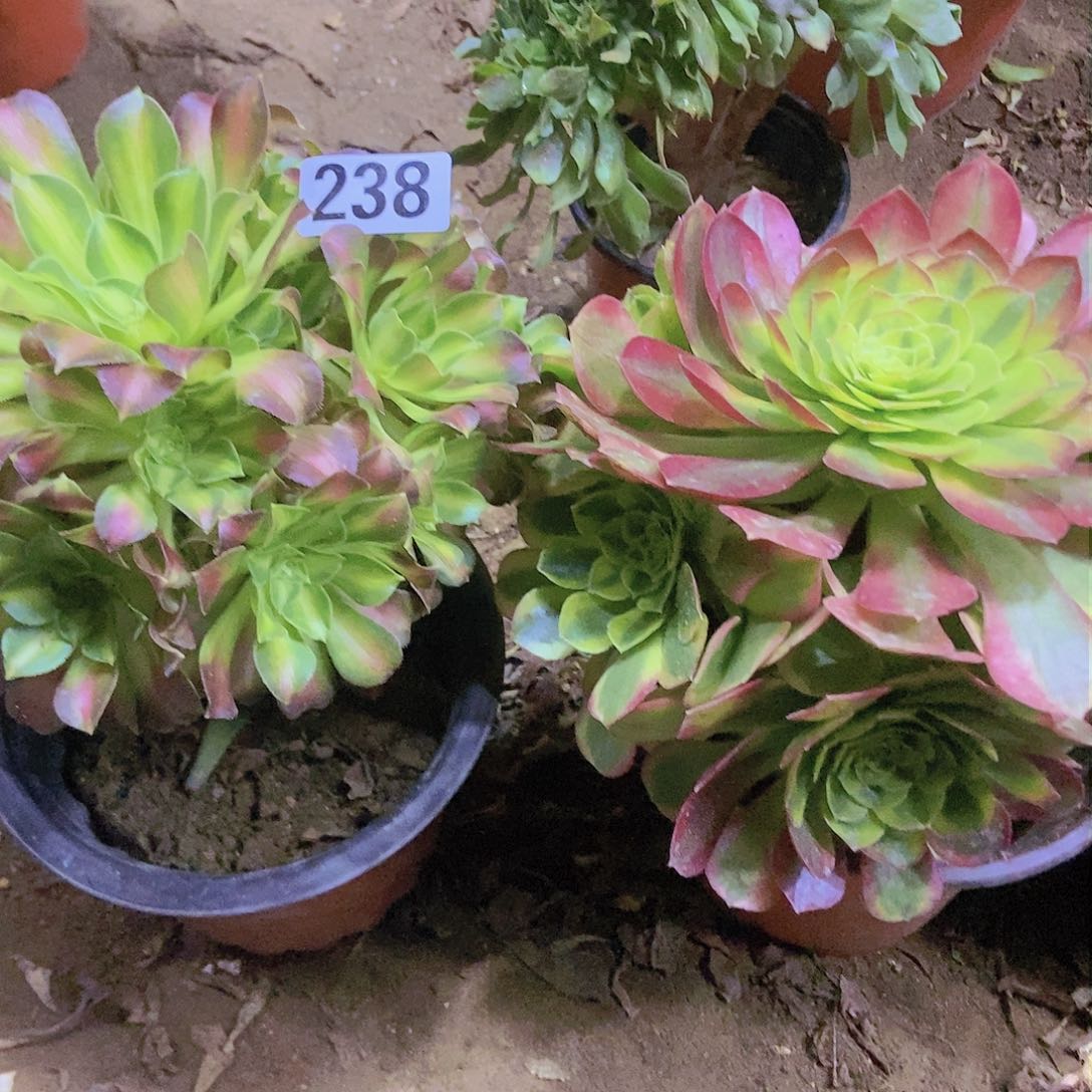 238两个老庄朵朵特价不周正