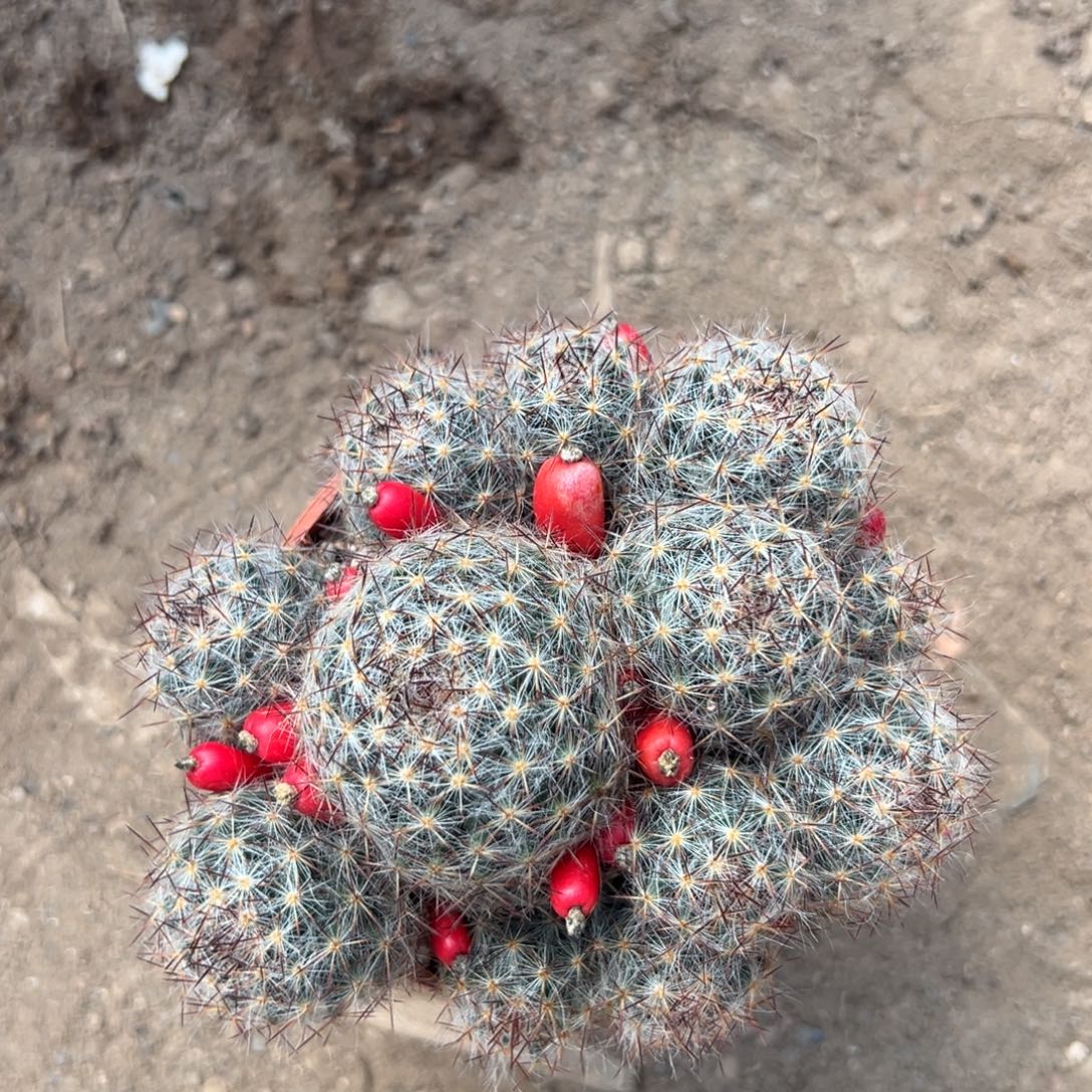 可****零零落落 零零落落