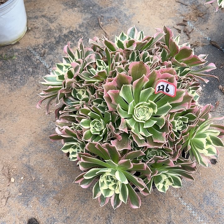 一物一拍多肉雨花石276