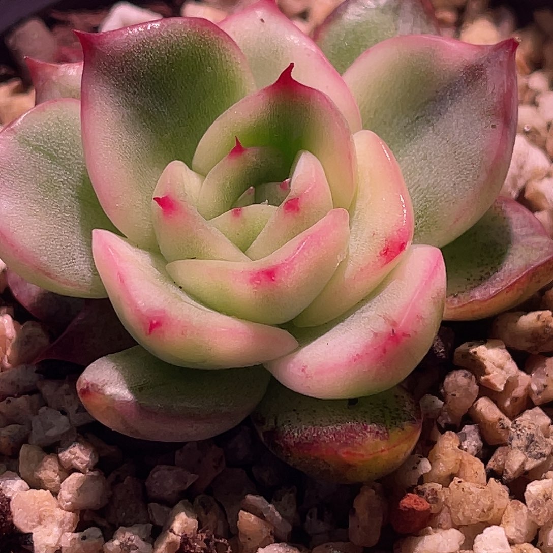 失***控尚品园艺福利锦8459