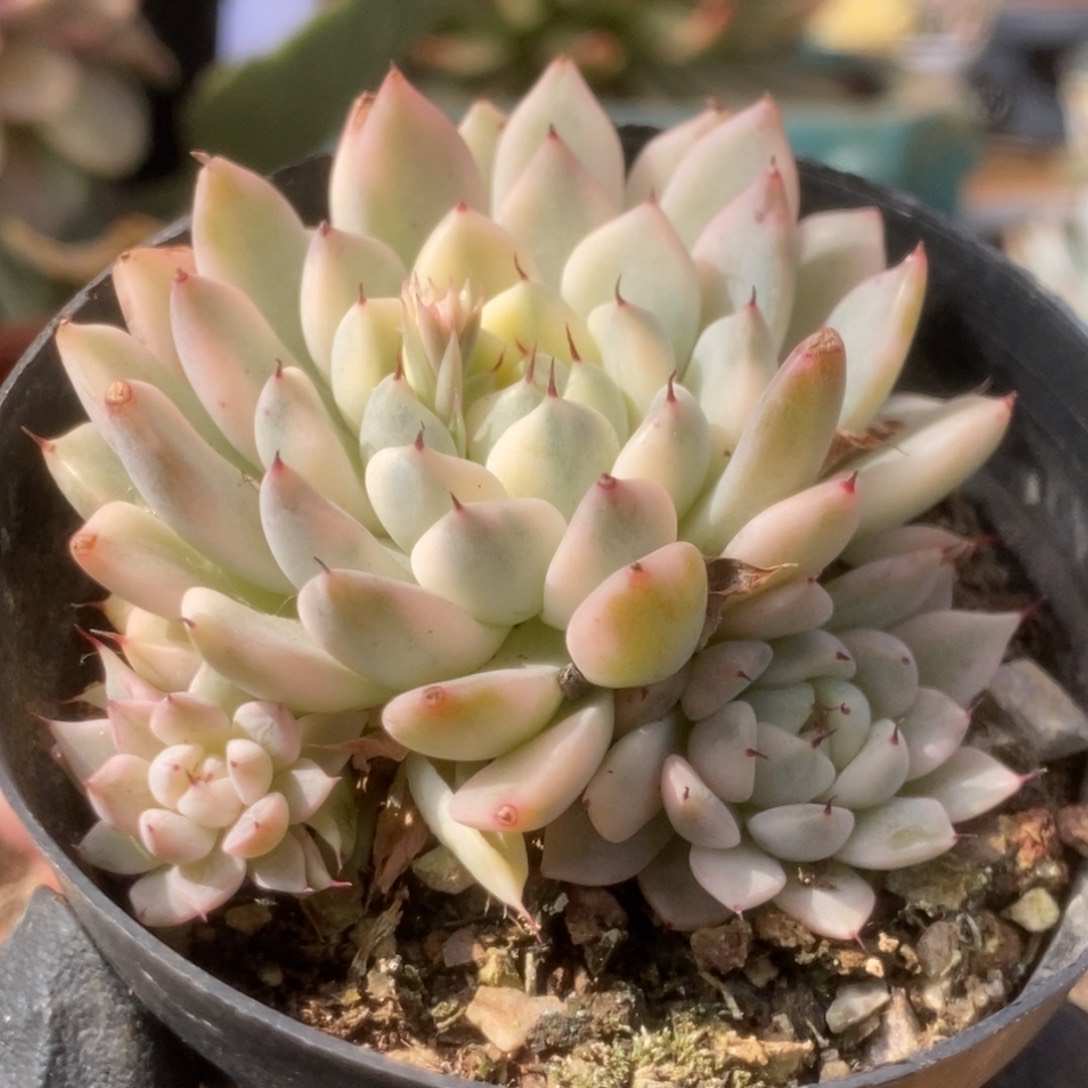 559妲己锦锦锦锦锦