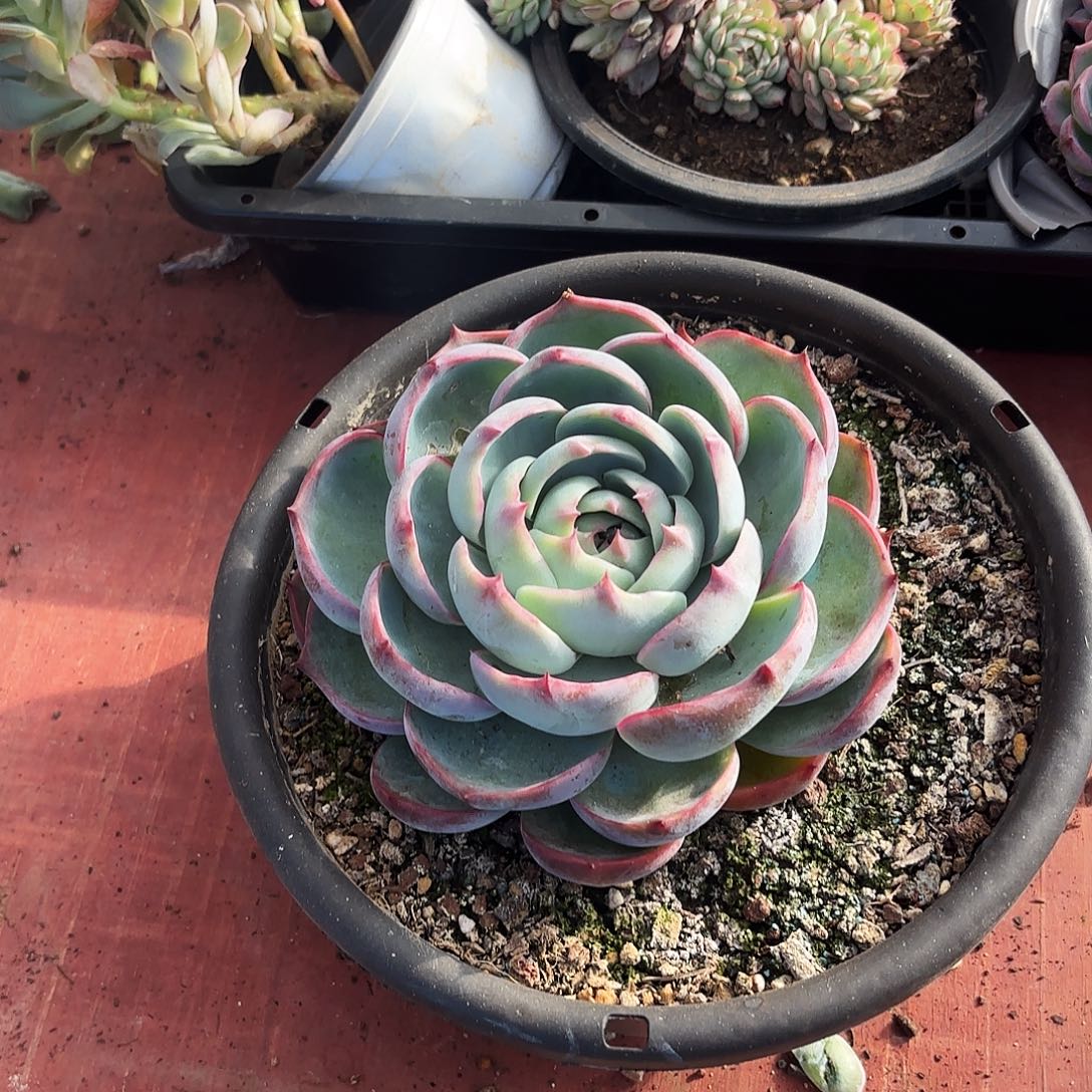 多肉植物宽拍惊鸿子743