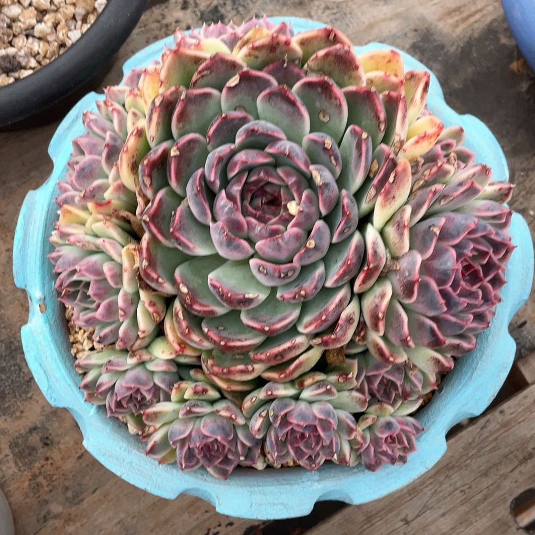 米*丫多肉植物一物一拍