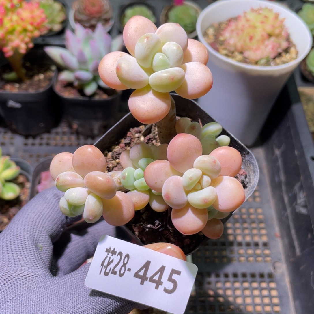 花利美28-445洛神