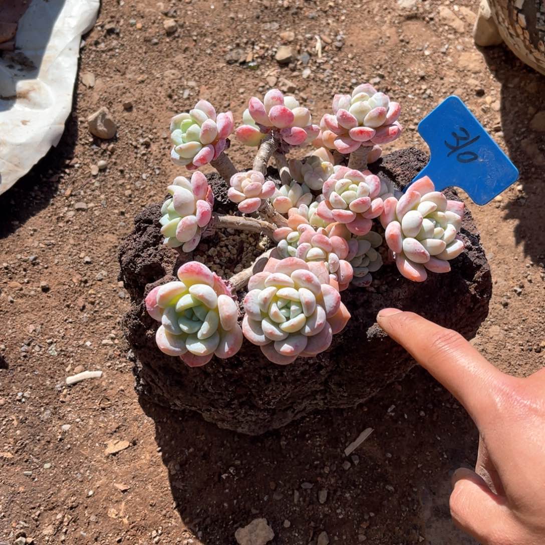 男****）310小红蛋多肉