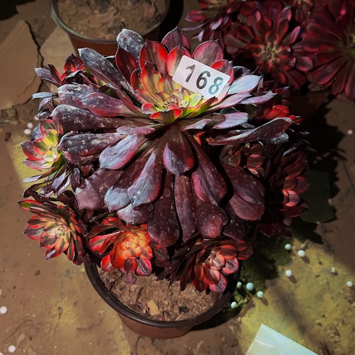 168火烧云多肉植物处理不售后