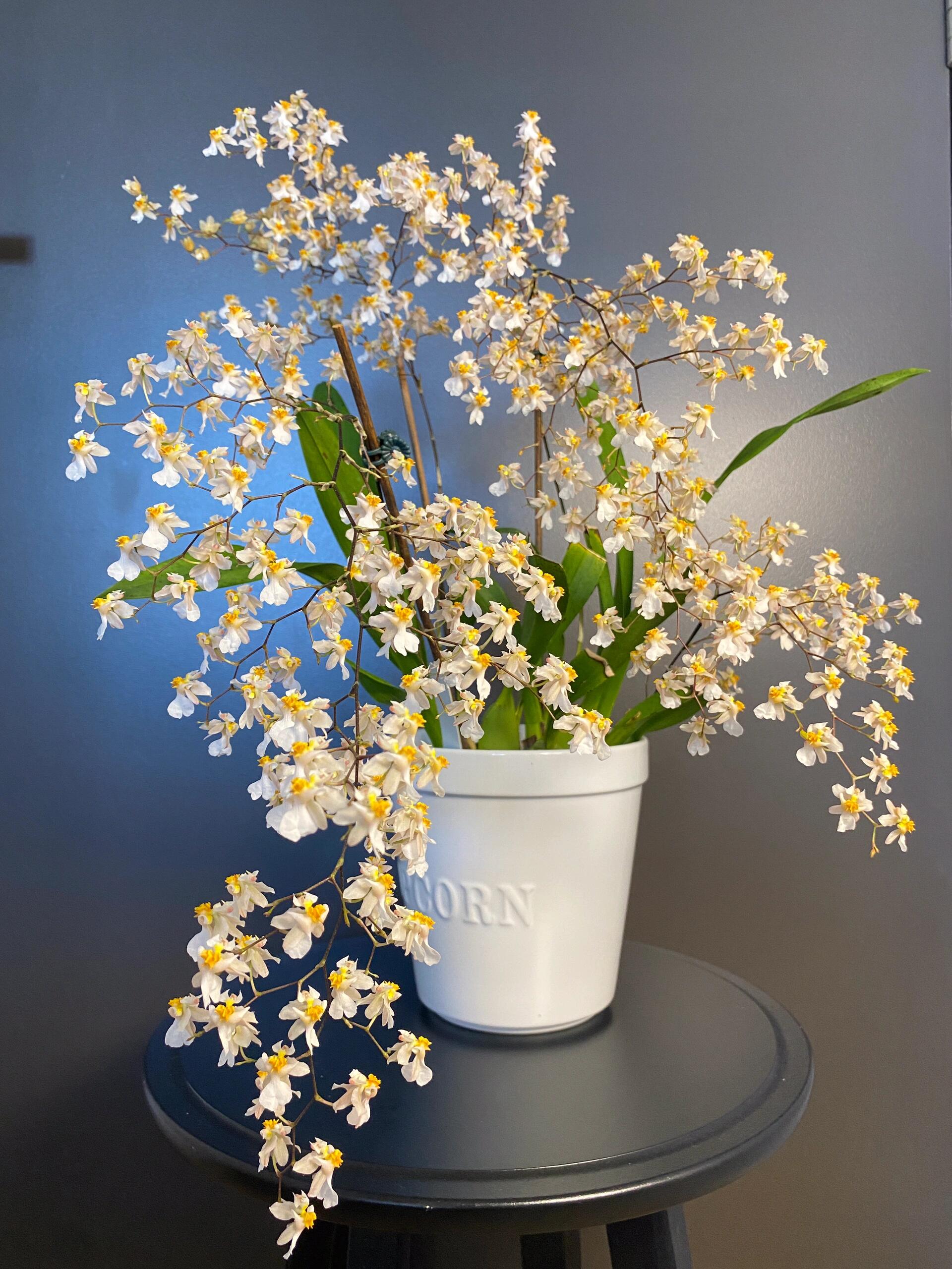 【罗曼米白梦香兰】奶油浓香型 爆花 室内盆栽花期长