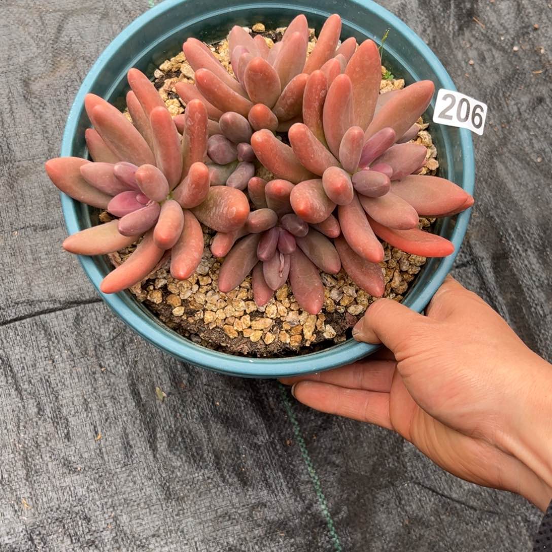 多肉植物糖果美人206